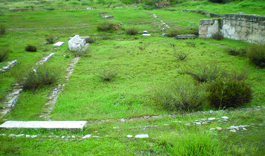 8 theato  euonymou